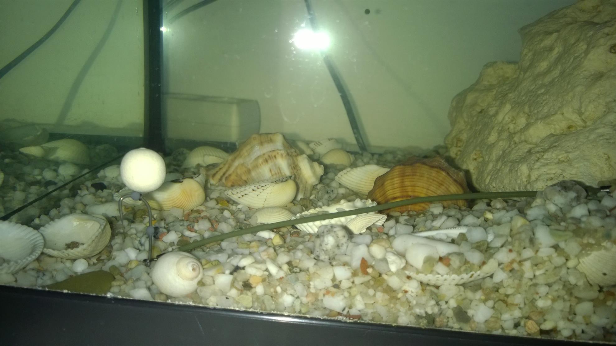 Pregatiri Carpbook ed.II - montura 360